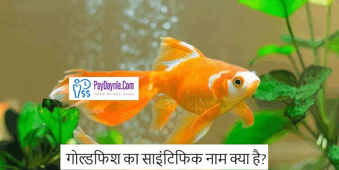 Goldfish Ka Scientific Naam Kya Hai? – गोल्डफिश का साइंटिफिक नाम क्या है?