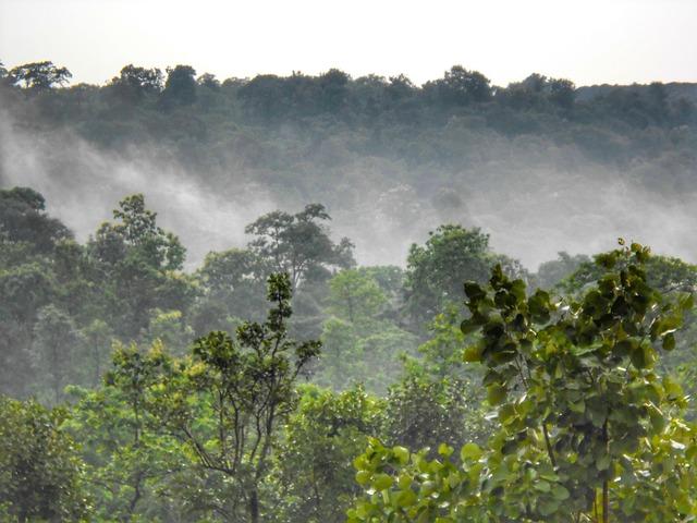 Chhattisgarh Forest: A ⁢Biodiversity Haven