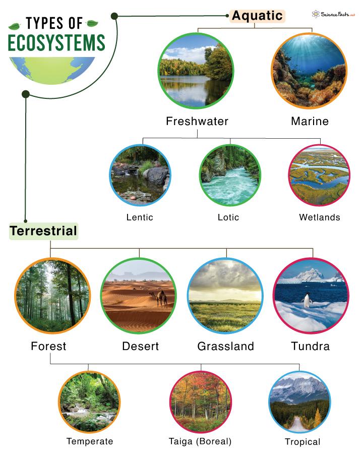 Ecosystems Along the Banks of the Mighty River